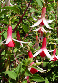 Fuchsia  'Checkerboard'