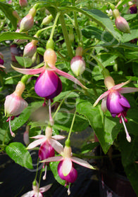 Fuchsia x 'Queen Esther'