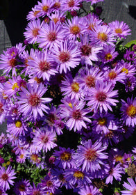 Aster dumosus 'Wood's Purple'