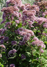 Eupatorium dubium 'Little Joe'