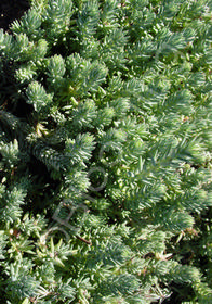 Sedum reflexum 'Blue Spruce'