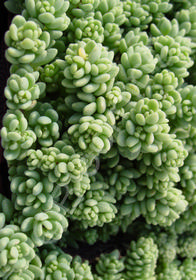 Sedum dasyphyllum 'Major'