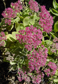 Sedum spectabile 'Neon'