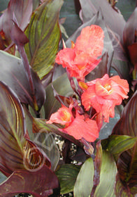 Canna 'Australia'