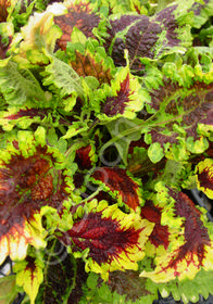 Coleus (Solenostemon) 'Solar Sunrise'