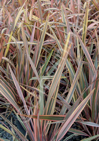 Phormium cookianum 'Flamingo'