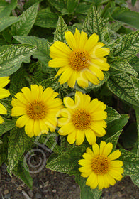 Heliopsis helianthoides 'Loraine Sunshine'