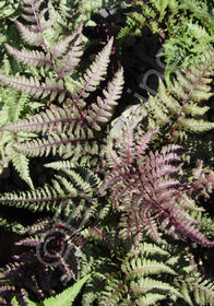 Athyrium niponicum 'Pictum'