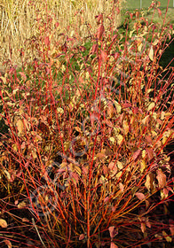 Cornus sanguinea 'Midwinter Fire'