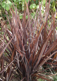 Phormium 'Dusky Chief'