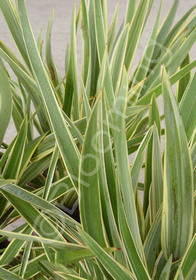 Phormium 'Variegated Dwarf'