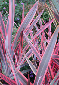 Phormium tenax 'Sundowner'