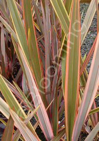 Phormium tenax 'Maori Queen'