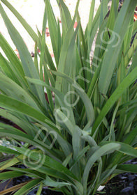 Phormium colensoi