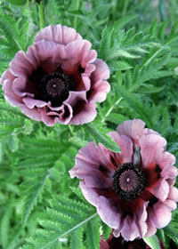 Papaver 'Patty's Plaum'   