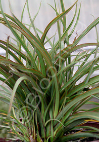 Phormium  'Tom Thumb'