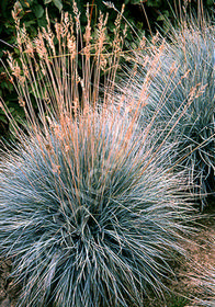 Festuca cinerea 'Palatinat'