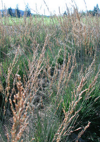 Molinia caerulea 'Moorflamme'