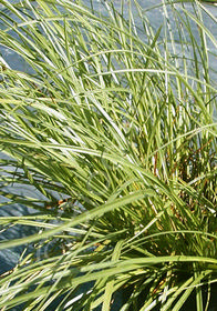 Carex praegracilis