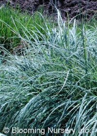 Sesleria nitida