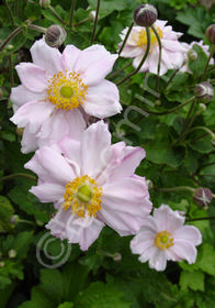 Anemone x hybrida 'Lady Gilmore'