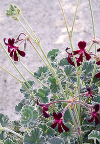 Pelargonium sidoides