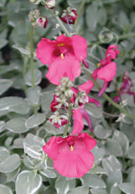 Diascia 'Katherine'