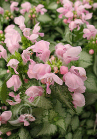 Lamium maculatum 'Cosmopolitan'