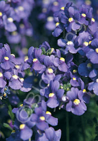 Nemesia fruticans 'Elph Dark Blue'