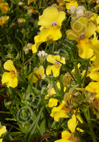 Nemesia hybrida 'Serengeti Yellow'