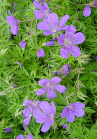 Geranium collinum 'Nimbus'