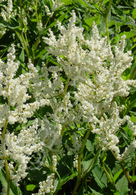 Persicaria polymorpha