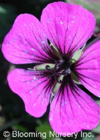 Geranium 'Anne Thomson'