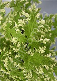 Pelargonium citrosum 'Frosted'