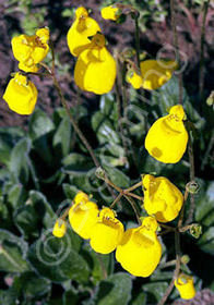 Calceolaria biflora Goldcap'