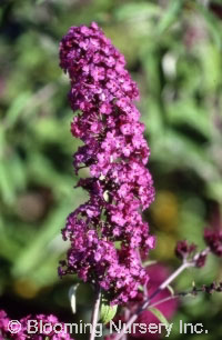 Buddleia davidii 'Harlequin'