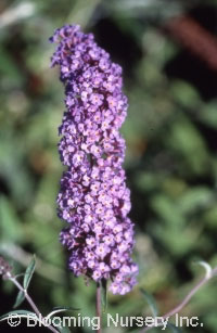 Buddleia davidii var. nan. 'Petite Purple'        