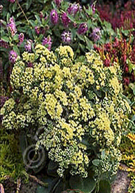 Sedum 'Sunkissed'