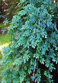 Selaginella x 'Blue Tuffet'