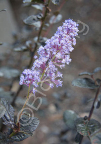 Ceanothus Tuxedo