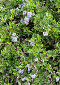 Ceanothus gloriosus 'Point Reyes'