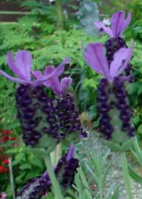 Lavandula stoechas 'Blueberry Ruffles'