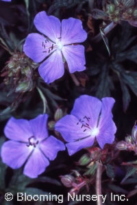 Geranium pratense 'Victor Reiter Jr.'