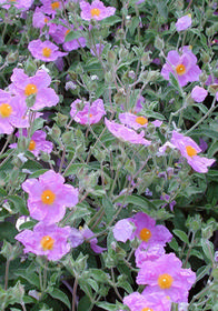 Cistus incanus ssp. creticus 