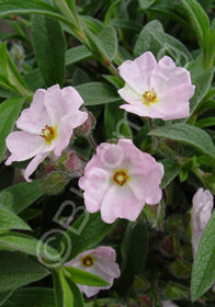 Cistus x skanbergii 