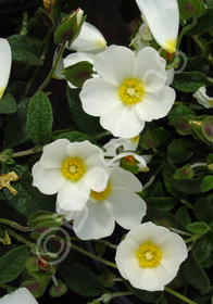 Cistus salviifolius 'Prostratus'