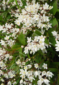 Deutzia gracilis 'Nikko'