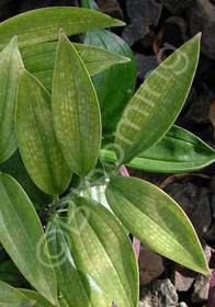 Disporopsis bakerorum  'Bill Baker'