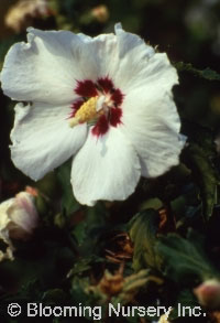 Hibiscus syriacus 'Red Heart'                     