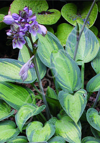 Hosta  'June'